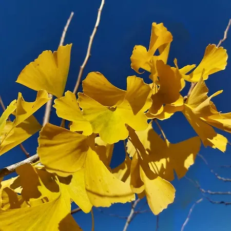 Quinta Regueiras * Viseu