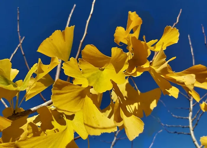 Quinta Regueiras * فيزيو