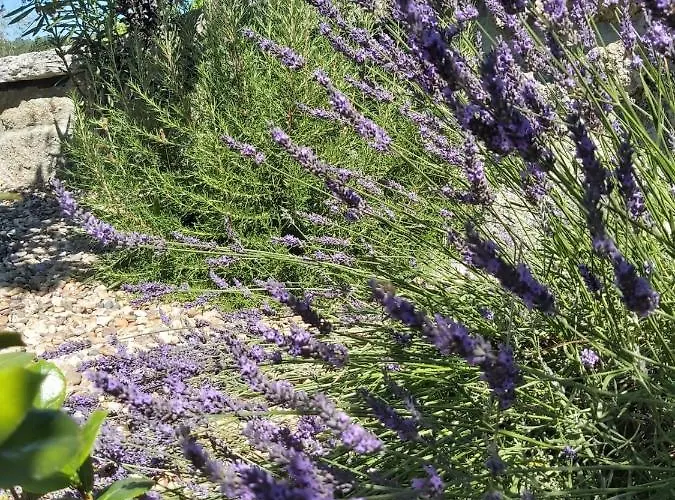 Quinta Regueiras فيلة