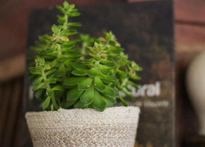 Quinta Regueiras * فيزيو